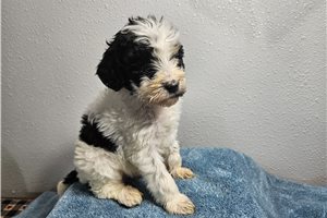 Kane - puppy for sale