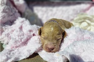 Nora - puppy for sale