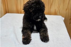 Kiah - puppy for sale