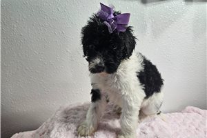 Kelly - puppy for sale