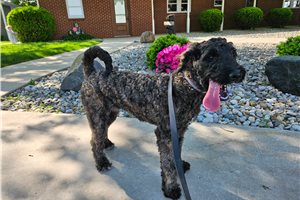 Kiah - Goldendoodle for sale