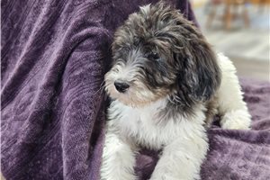 Kari - Goldendoodle for sale