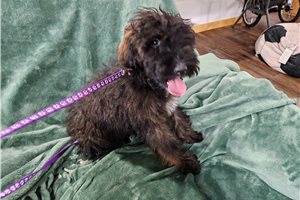 Kiah - Goldendoodle for sale