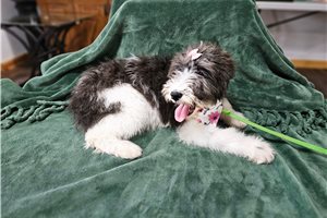 Kari - Goldendoodle for sale