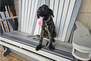 Kiah - Goldendoodle for sale