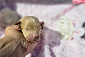 Nayvee - puppy for sale