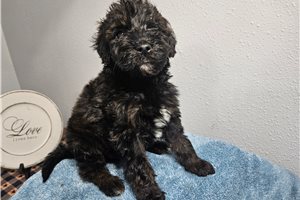 Kipp - puppy for sale
