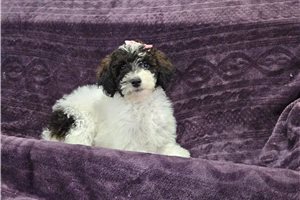 Katy - Goldendoodle for sale