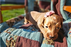 Natalie - Goldendoodle, Mini for sale