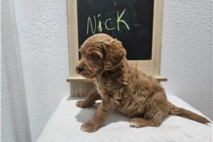 Nick - Goldendoodle, Mini for sale