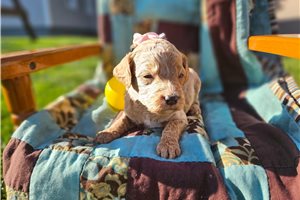 Nora - Goldendoodle, Mini for sale