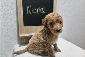 Nora - puppy for sale