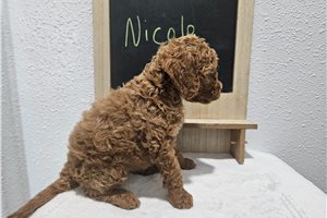 Nicole - puppy for sale