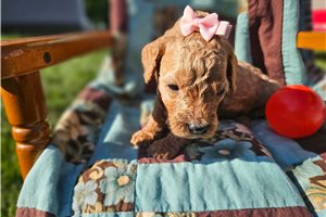 Nicole - Goldendoodle, Mini for sale