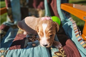 Nova - Goldendoodle, Mini for sale