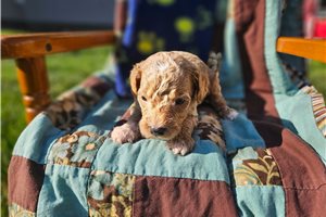 Niles - Goldendoodle, Mini for sale