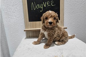 Nayvee - Goldendoodle, Mini for sale