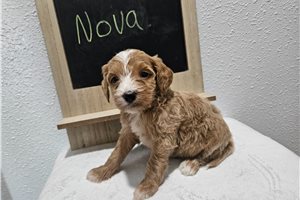 Nova - puppy for sale
