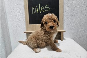 Niles - puppy for sale