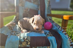 Nayvee - Goldendoodle, Mini for sale