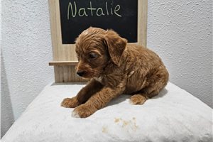 Natalie - puppy for sale