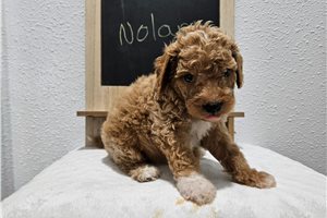 Nolan - puppy for sale