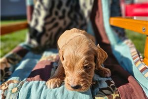 Nick - Goldendoodle, Mini for sale