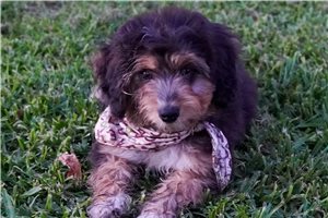 Presley - Aussiedoodle for sale