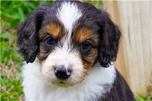 Nanette - puppy for sale
