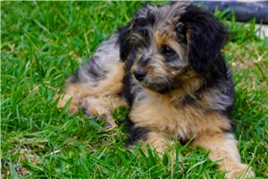 Jensen - puppy for sale