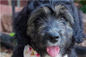 Nixon - puppy for sale
