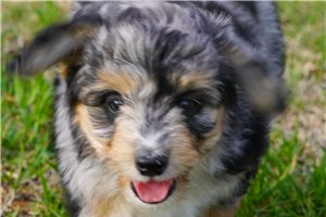 Jinx - puppy for sale