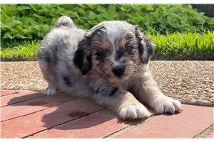 Johnson - puppy for sale