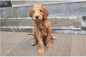 Garnet - puppy for sale