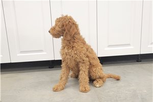 Garnet - puppy for sale