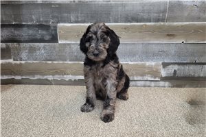 Cobalt - puppy for sale