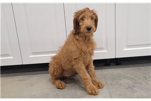 Jasper - Irishdoodle for sale