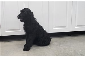 Onyx - puppy for sale