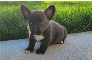 Sunny - puppy for sale