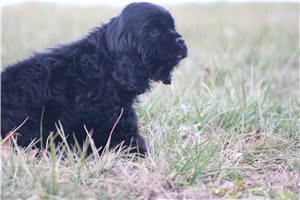Amigo - Cocker Spaniel for sale