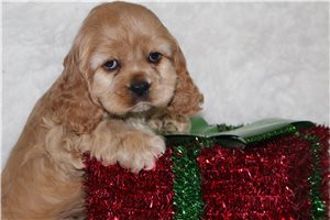 Ames - Cocker Spaniel for sale