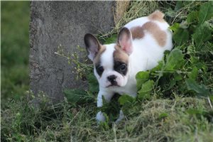 Tadeo - French Bulldog for sale