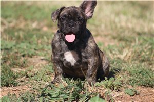 Cash - French Bulldog for sale