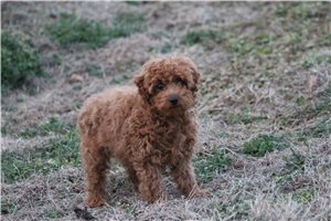 Noah - Poodle, Miniature for sale