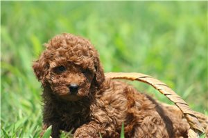 Axel - Poodle, Miniature for sale