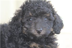 Mossie - puppy for sale