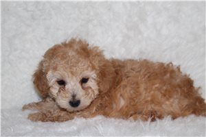 Baxter - Poodle, Miniature for sale