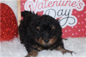 Purnell - Poodle, Miniature for sale