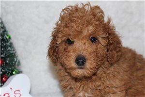 Benny - Poodle, Miniature for sale