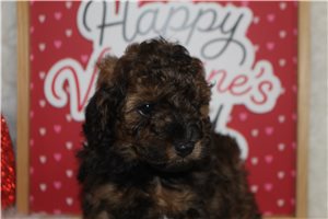 Patton - Poodle, Miniature for sale